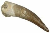 Fossil Plesiosaur (Zarafasaura) Tooth - Morocco #354708-1